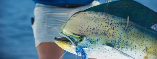 Mahi Mahi
