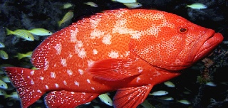 Red Fish